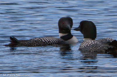 Loons on Lake Millinocket
