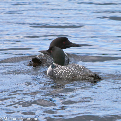 Loons on Lake Millinocket