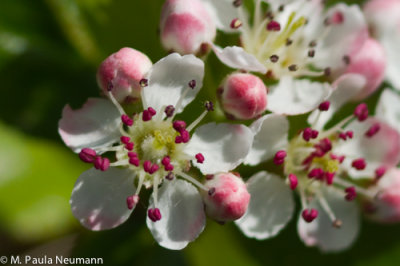 Maine2012-176.jpg