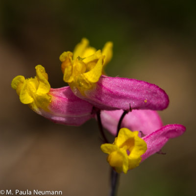 Maine2012-185.jpg