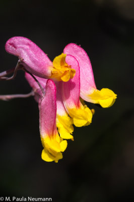 Maine2012-188.jpg
