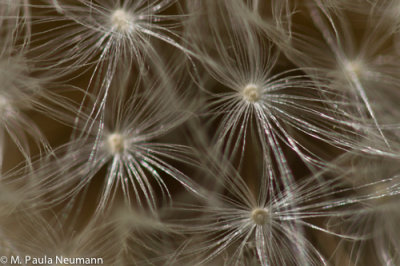 Dandelion on Mt. Battey