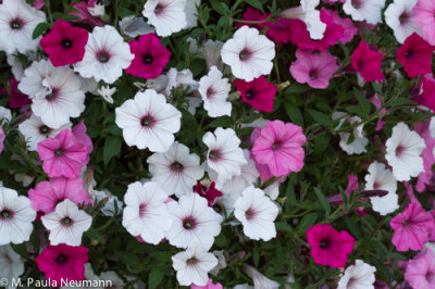 Maine2012-21.jpg