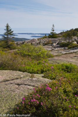 Cadillac Mtn in Acadia National Park