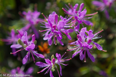 Maine2012-272.jpg
