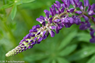 Maine2012-402.jpg