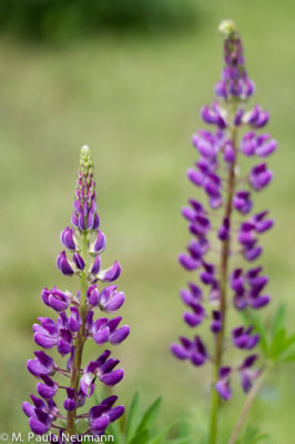 Maine2012-403.jpg