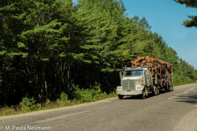 Logging truck on the Golden Road
