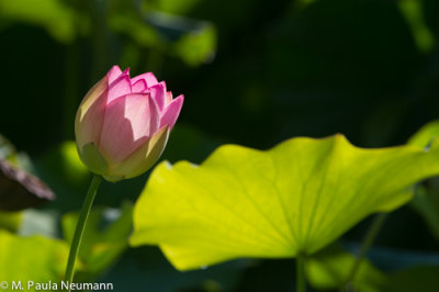 _MG_6910.jpg