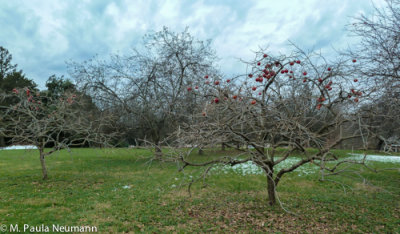 apple trees