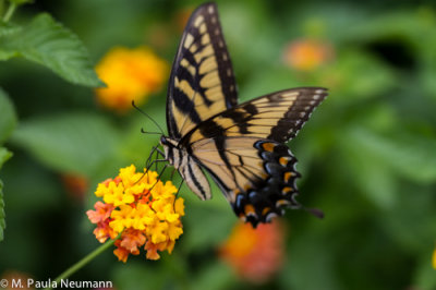_MG_6567.jpg