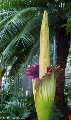 corpse flower