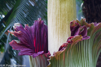 corpse flower