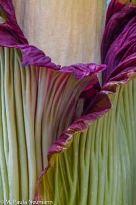 corpse flower