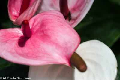 _MG_6315.jpg