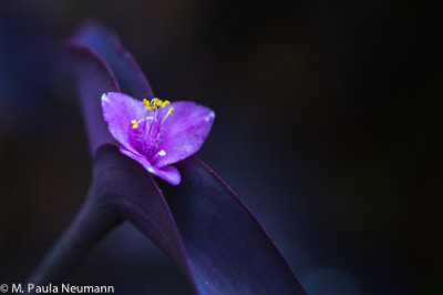 _MG_6332.jpg