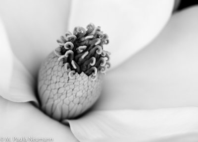 magnolia