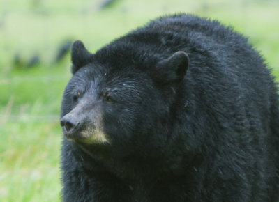 black bear