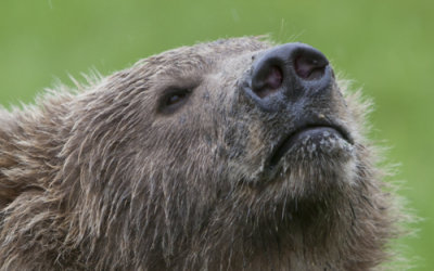 brown bear