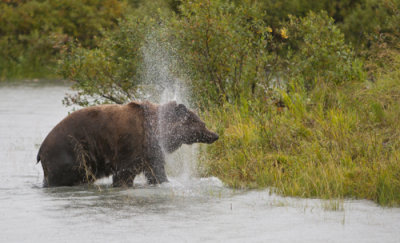 Brown bear