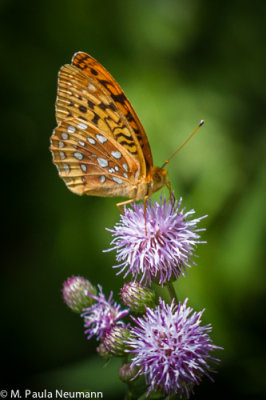 _MG_5753.jpg