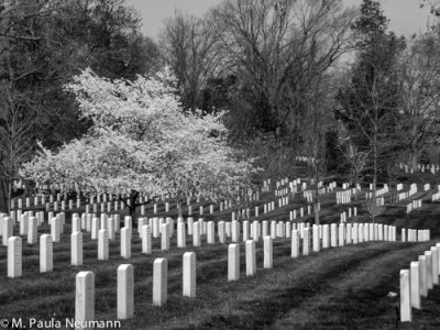 Arlington National Cemetery