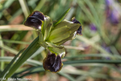 wild iris