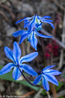 scilla