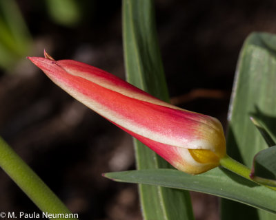 tulip
