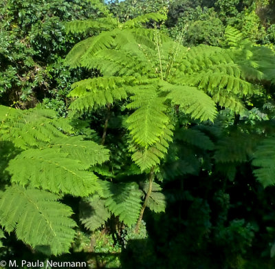 El Yunque Rainforest