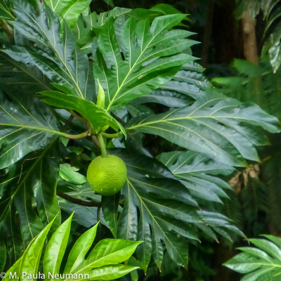 El Yunque