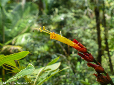 El Yunque