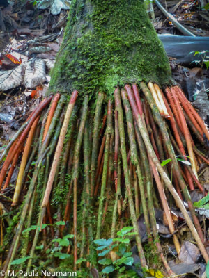 El Yunque