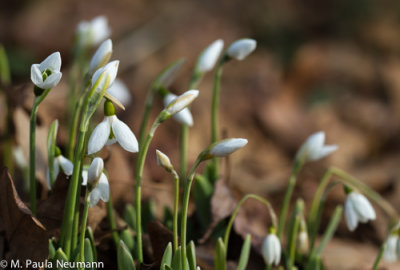 snowdrops
