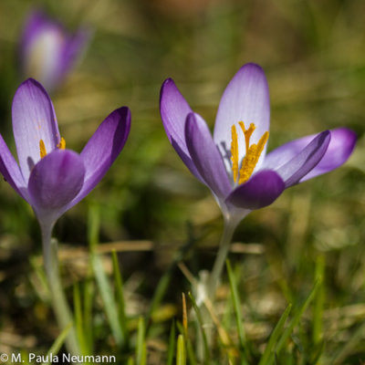 crocus
