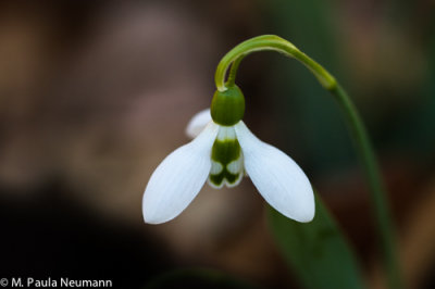 snowdrop