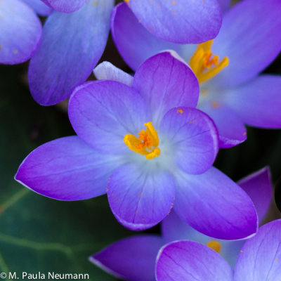 crocus