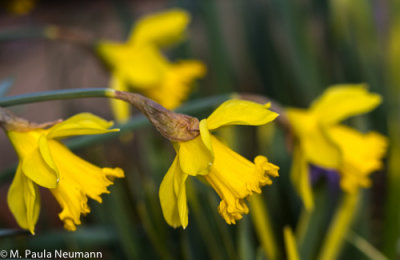 daffodils
