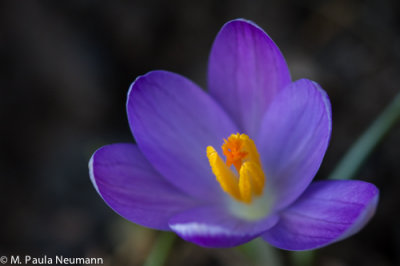 crocus