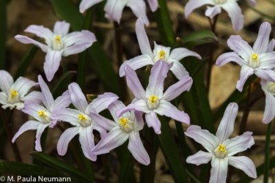scilla
