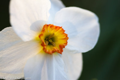 daffodil