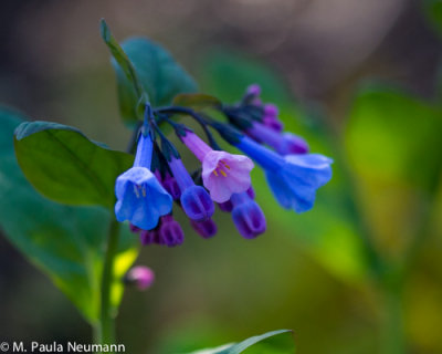 Virginia blue bells