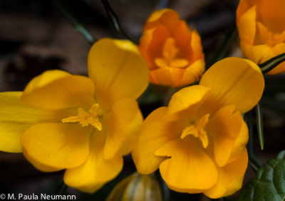 yellow crocus