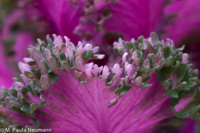 ornamental cabbage