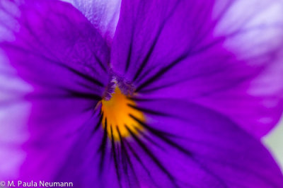pansy