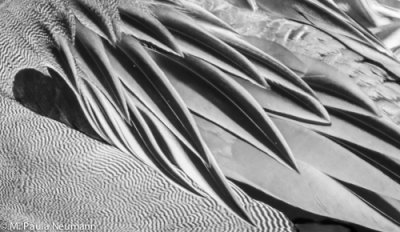 Duck feathers