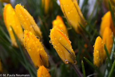 crocus