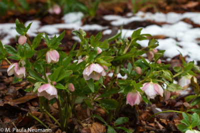 lenten rose