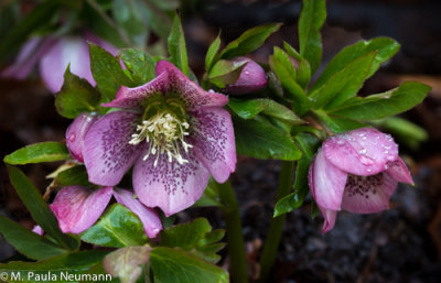 lenten rose