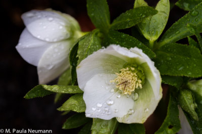 lenten rose
